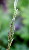 Eragrostis amurensis