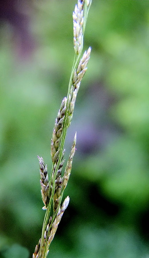 Изображение особи Eragrostis amurensis.