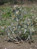 Gnaphalium rossicum