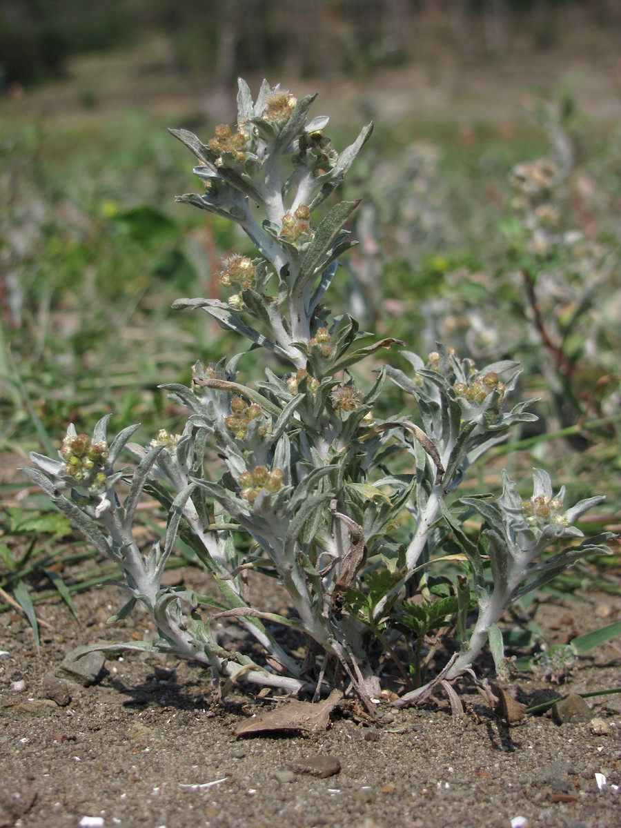 Изображение особи Gnaphalium rossicum.