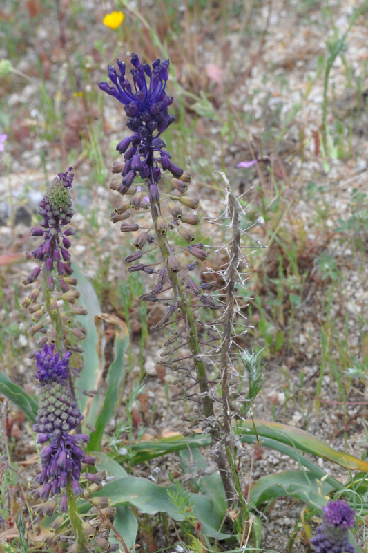 Изображение особи Leopoldia comosa.