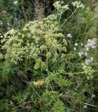 Cnidium dauricum