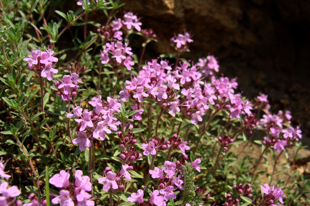 Изображение особи Thymus minussinensis.