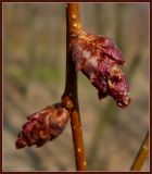 Ulmus laevis. Цветочные почки. Чувашия, окрестности г. Шумерля, берег р. Сура, устье р. Шумерлинка. 27 апреля 2009 г.