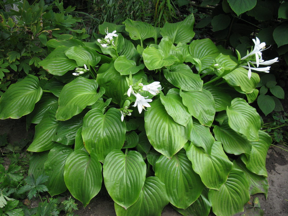 Image of Hosta plantaginea specimen.