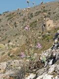 Centaurea × comperiana. Плодоносящее и повторно цветущее растение на скалах. Крым, окр. Балаклавы. 30.09.2012.