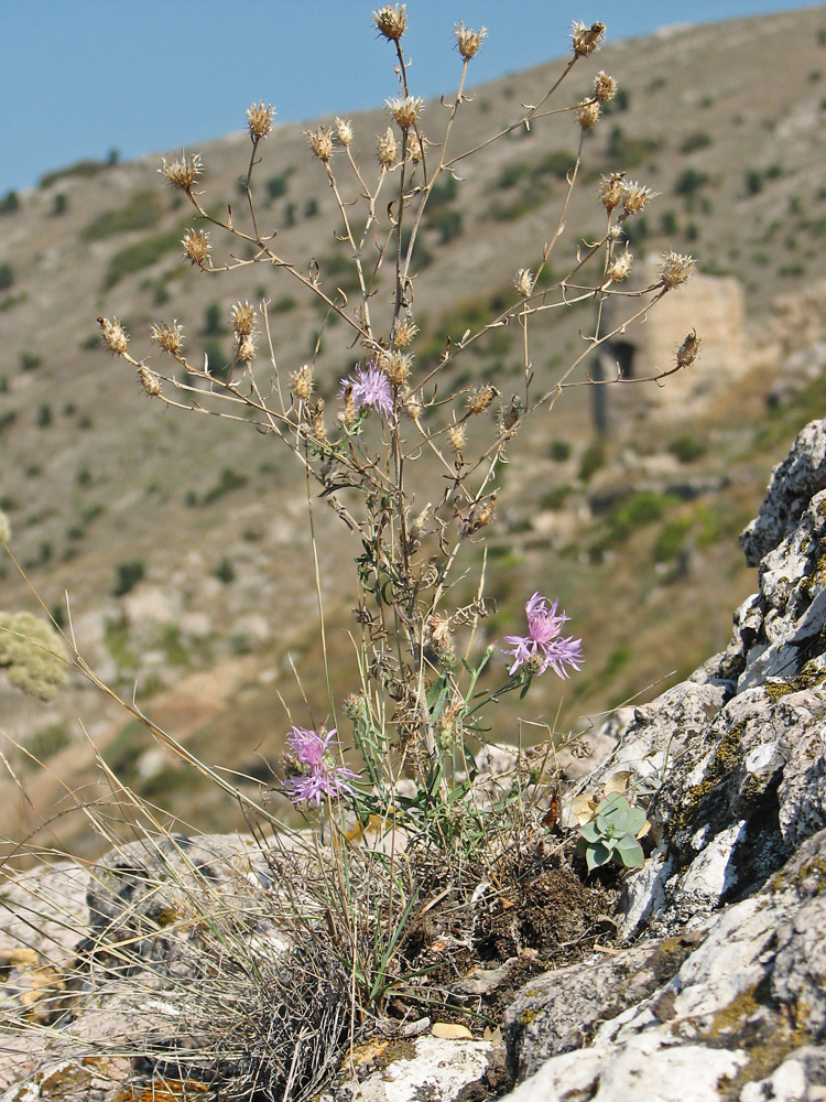 Image of Centaurea &times; comperiana specimen.