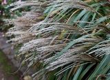 Miscanthus sinensis. Соцветия. Германия, г. Кемпен, в парке. 26.10.2012.