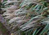 Miscanthus sinensis