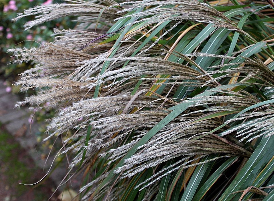 Изображение особи Miscanthus sinensis.