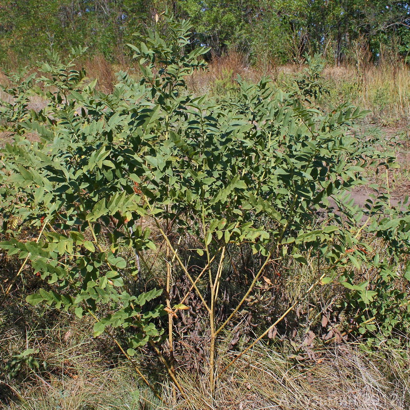 Изображение особи Glycyrrhiza glabra.