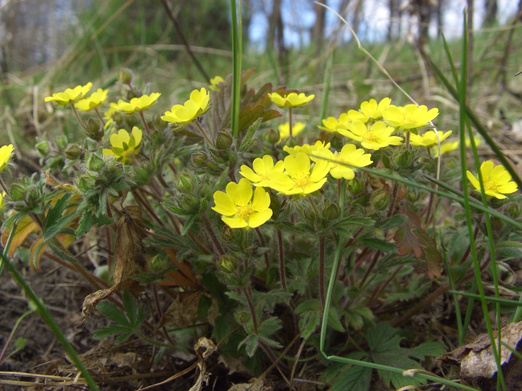 Изображение особи Potentilla heptaphylla.