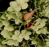 Hydrangea arborescens