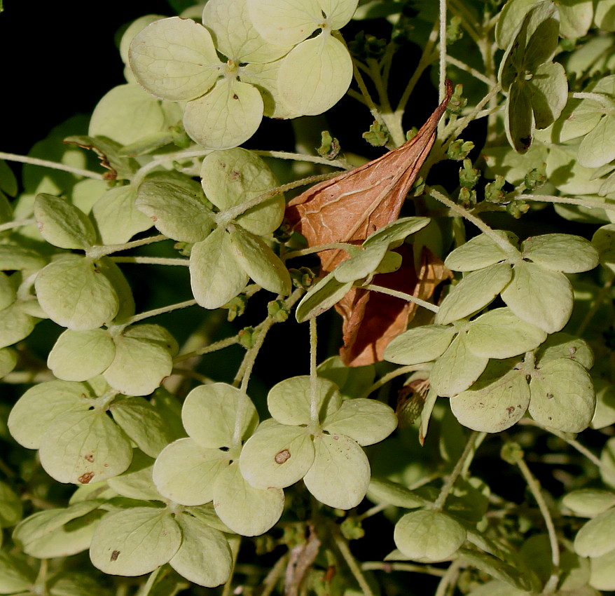 Изображение особи Hydrangea arborescens.