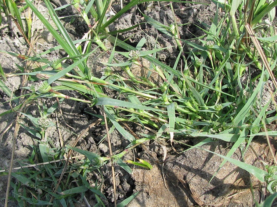 Image of Crypsis aculeata specimen.