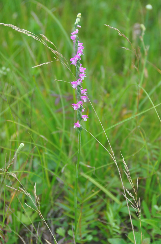 Image of Spiranthes australis specimen.