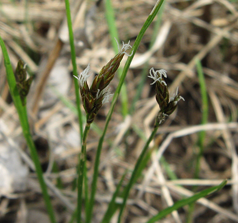 Изображение особи Carex leporina.