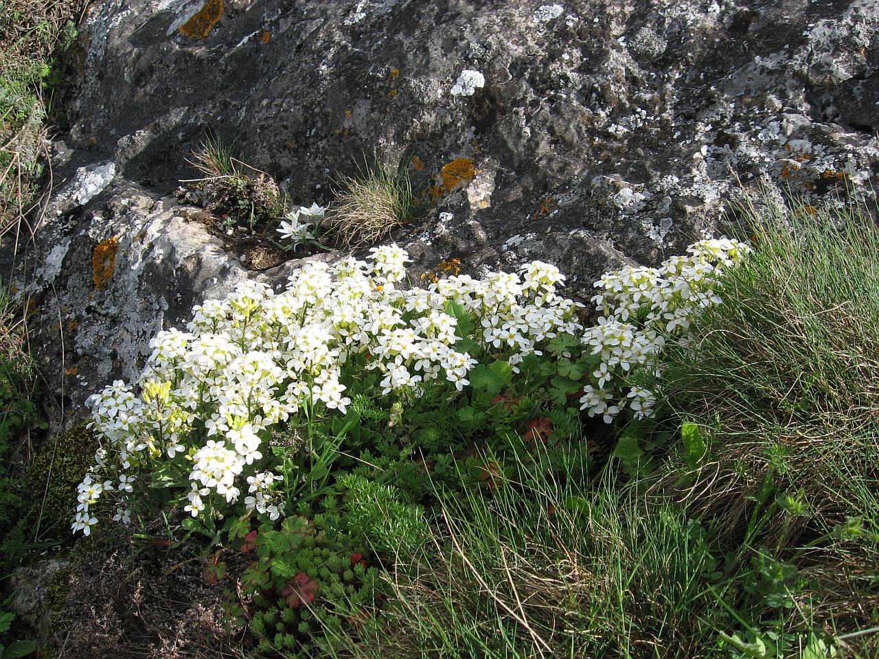 Изображение особи Arabis caucasica.