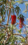 Callistemon citrinus. Побеги с соцветиями. Египет, Синай, Шарм-эль-Шейх, в культуре. 22.02.2009.