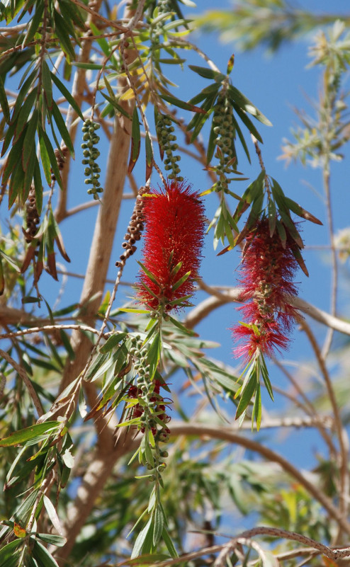 Изображение особи Callistemon citrinus.