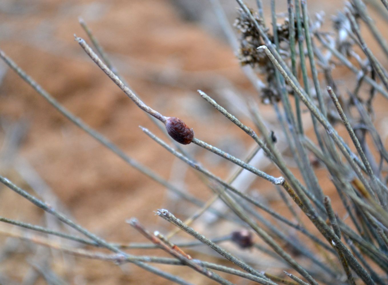 Изображение особи Ephedra distachya.