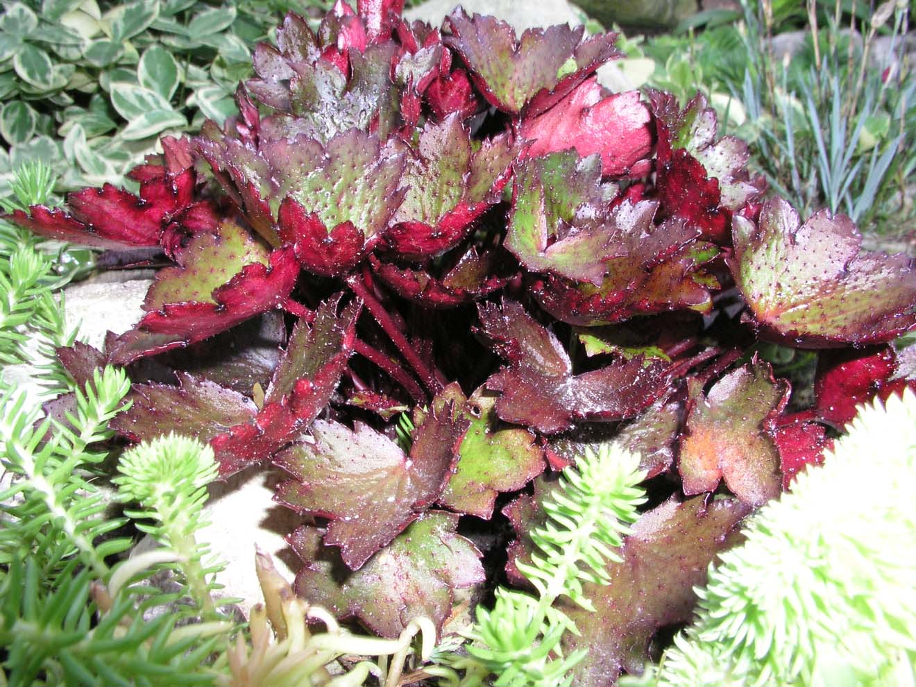 Image of Saxifraga fortunei specimen.