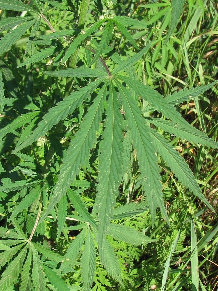 Image of Cannabis sativa var. spontanea specimen.