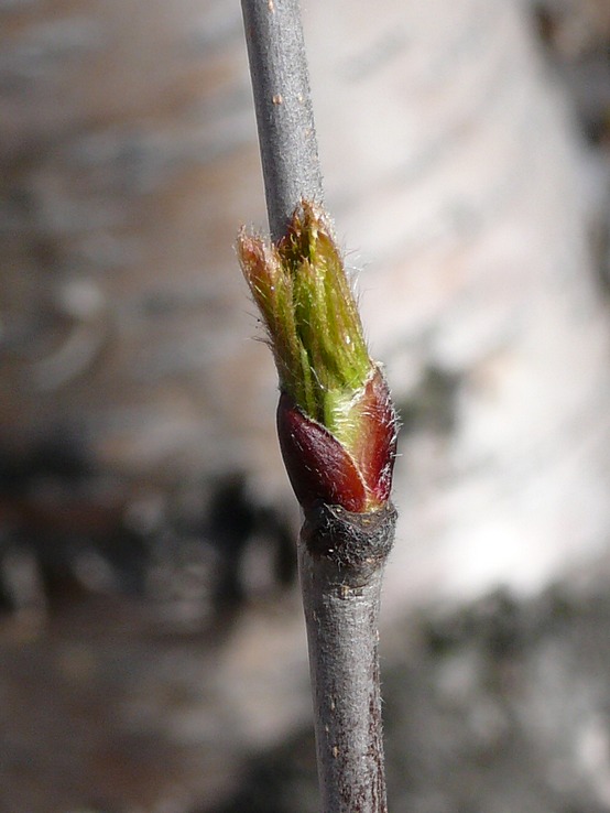 Изображение особи Sorbus aucuparia ssp. glabrata.