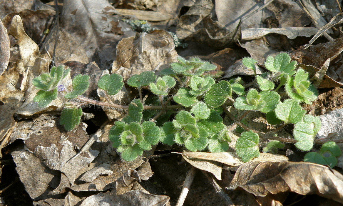 Image of Veronica triloba specimen.