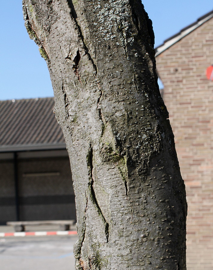 Изображение особи Gleditsia triacanthos.