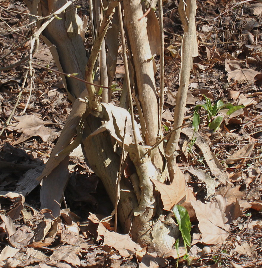 Image of Dipelta floribunda specimen.
