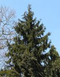 Picea orientalis