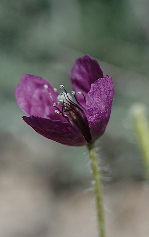 Image of Roemeria hybrida specimen.