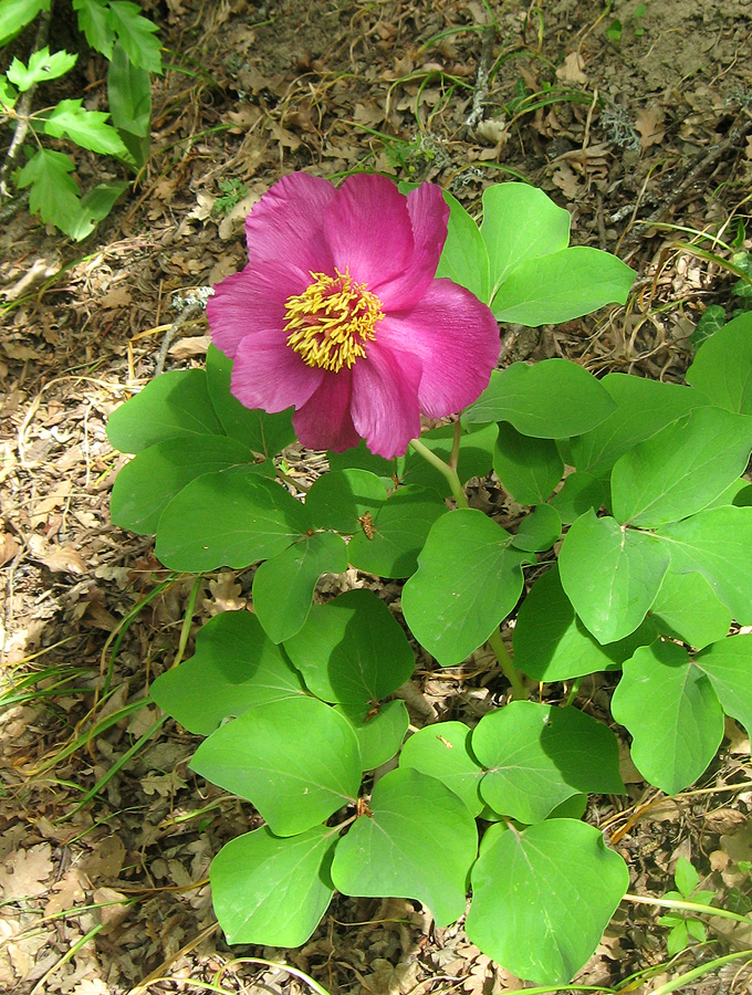 Image of Paeonia daurica specimen.