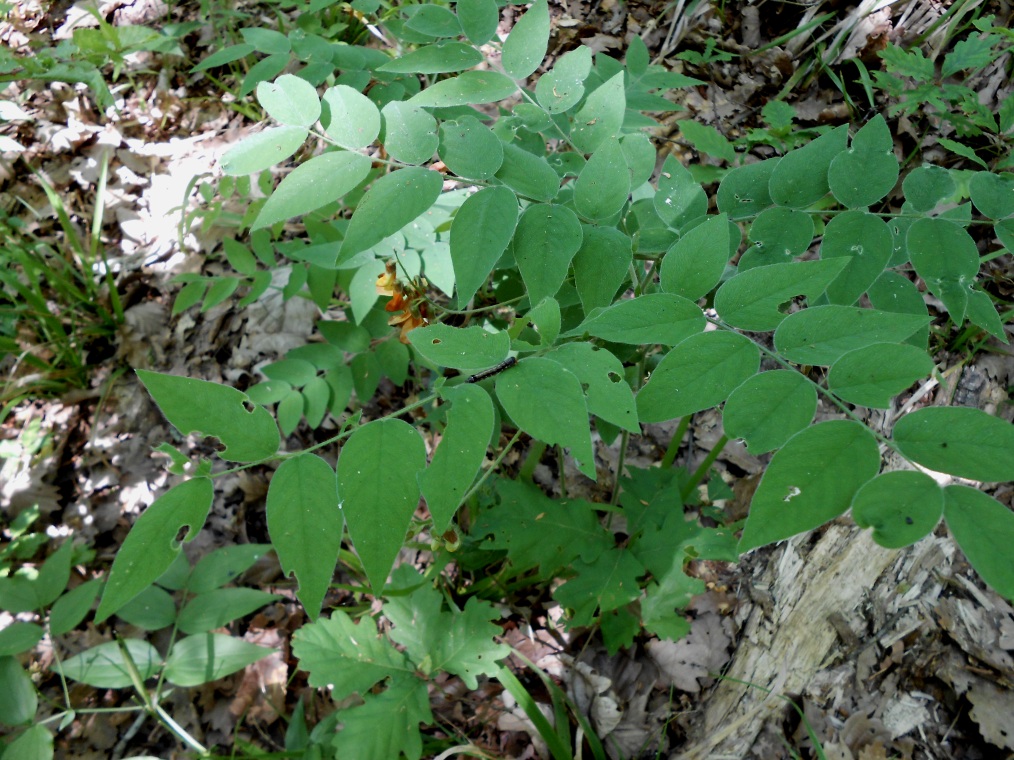 Image of Vicia crocea specimen.