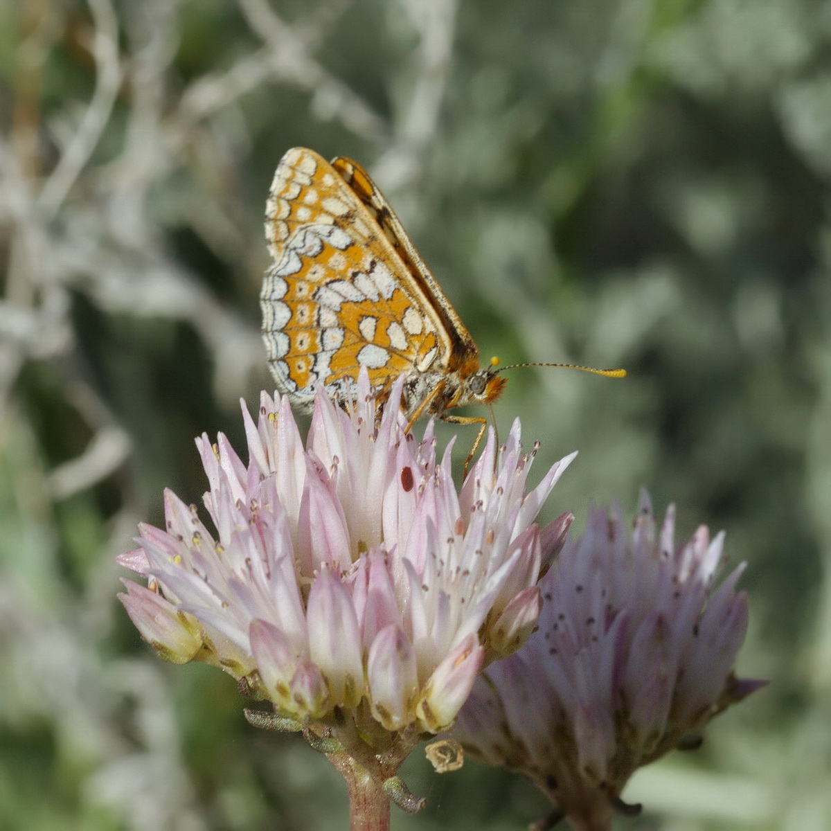 Изображение особи Pseudosedum lievenii.