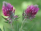 Trifolium purpureum