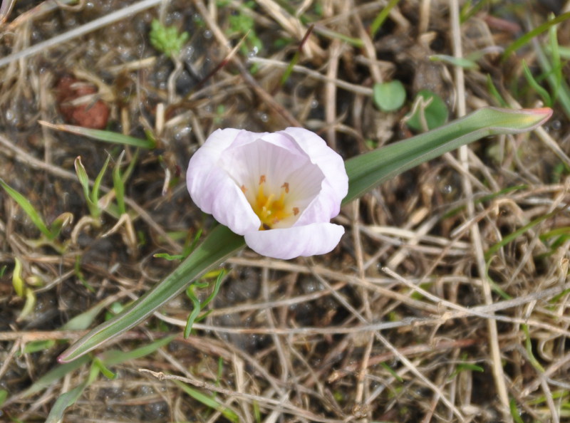 Image of Merendera raddeana specimen.