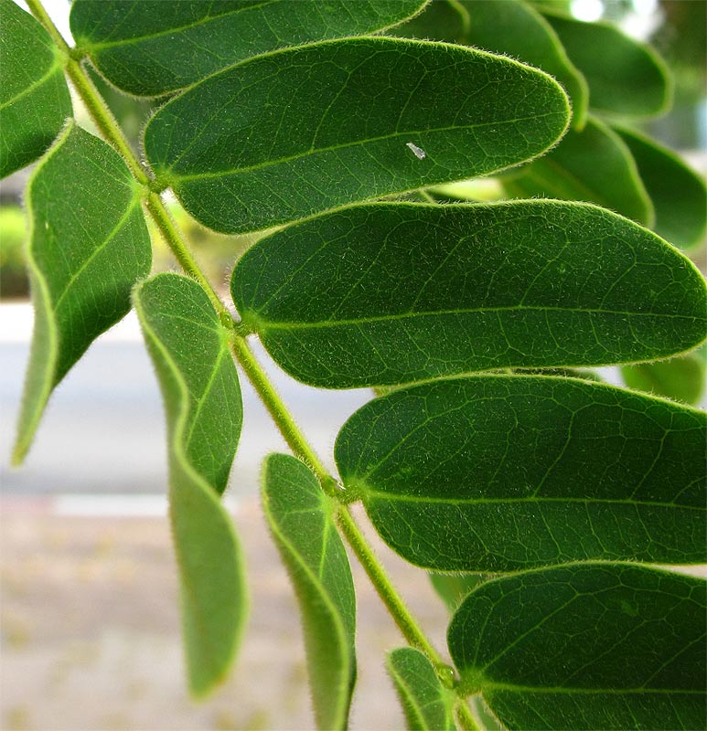 Image of Albizia lebbeck specimen.