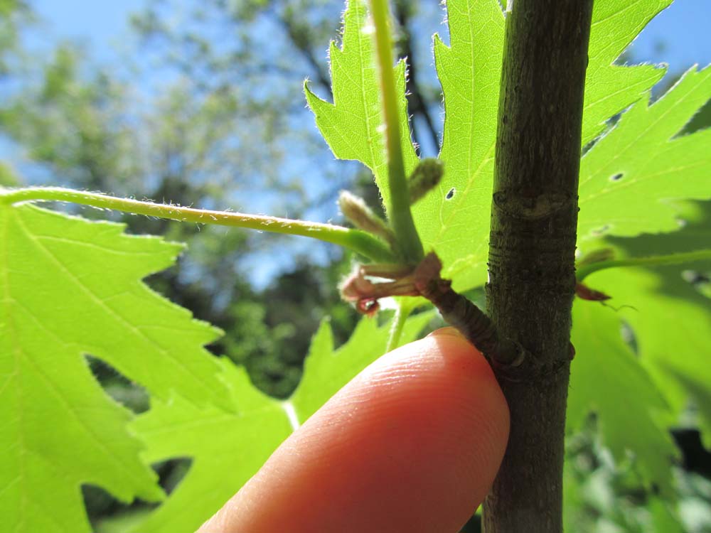 Image of genus Acer specimen.