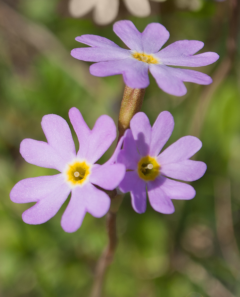 Image of Primula finmarchica specimen.