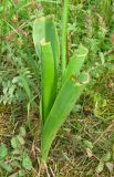 Leopoldia comosa. Розетка обкусанных (?) листьев. Крым, окр. с. Перевальное, ур. Аян, луговая степь. 13 июня 2013 г.