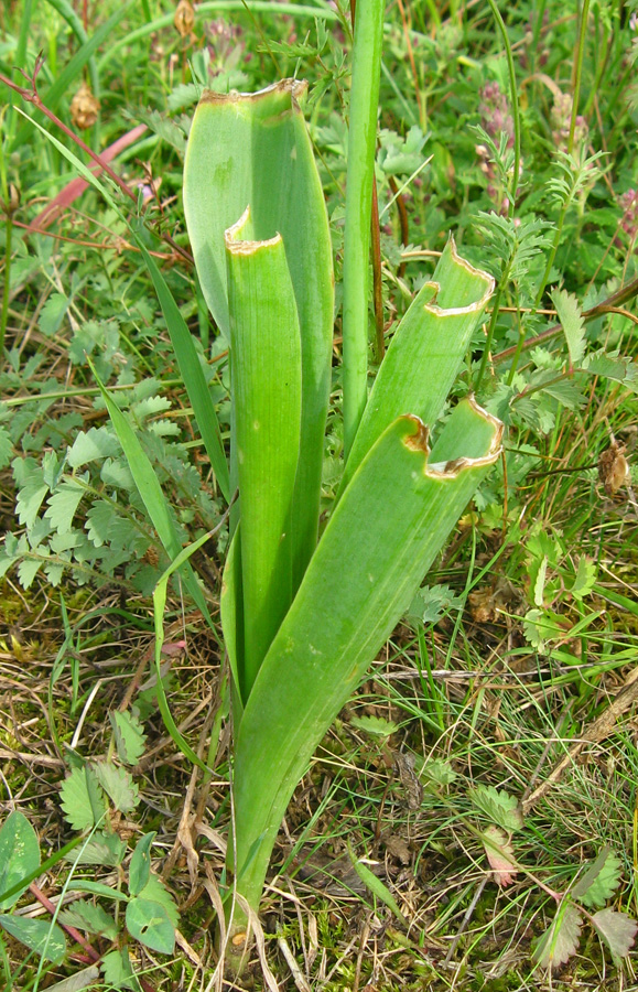 Image of Leopoldia comosa specimen.