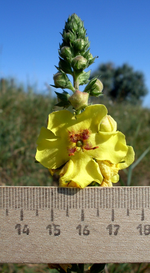 Image of Verbascum blattaria specimen.