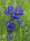 Campanula persicifolia