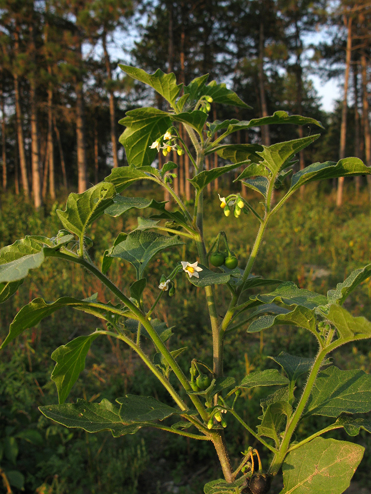 Изображение особи Solanum nigrum ssp. schultesii.