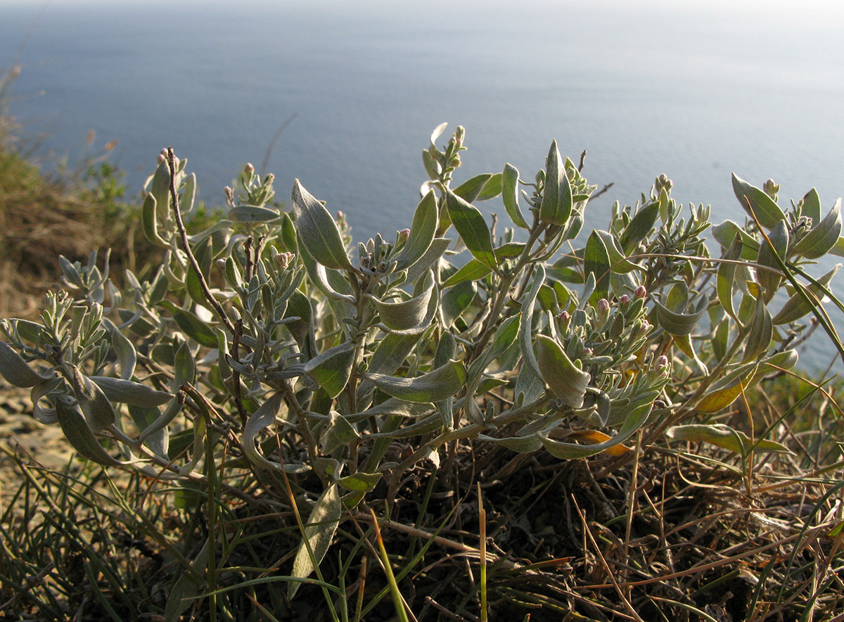 Image of Galatella villosa specimen.