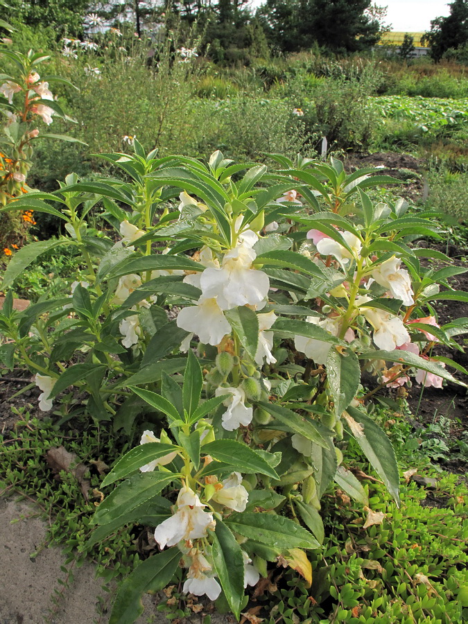 Image of Impatiens balsamina specimen.