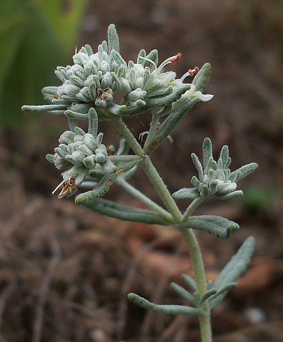 Image of Teucrium capitatum specimen.