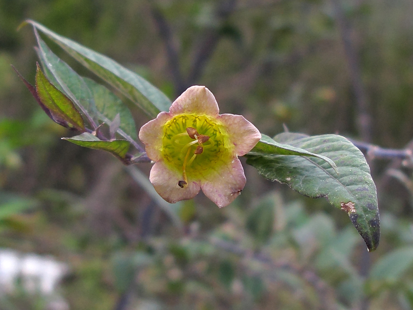 Image of Atropa caucasica specimen.